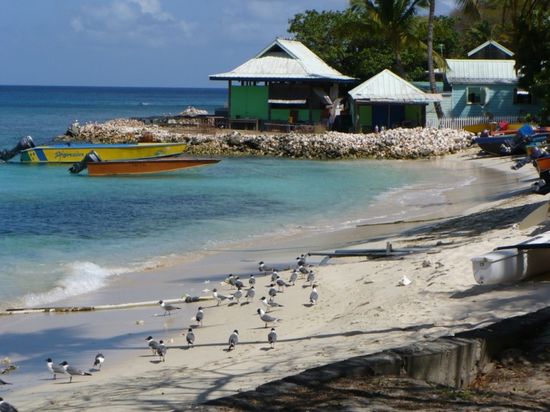 antilles charter grenadines paillottes