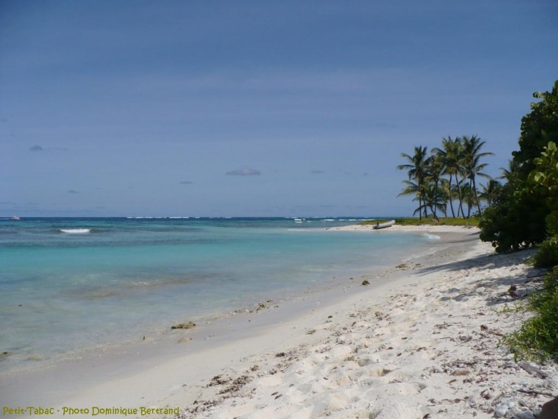 antilles charter grenadines plage tobago