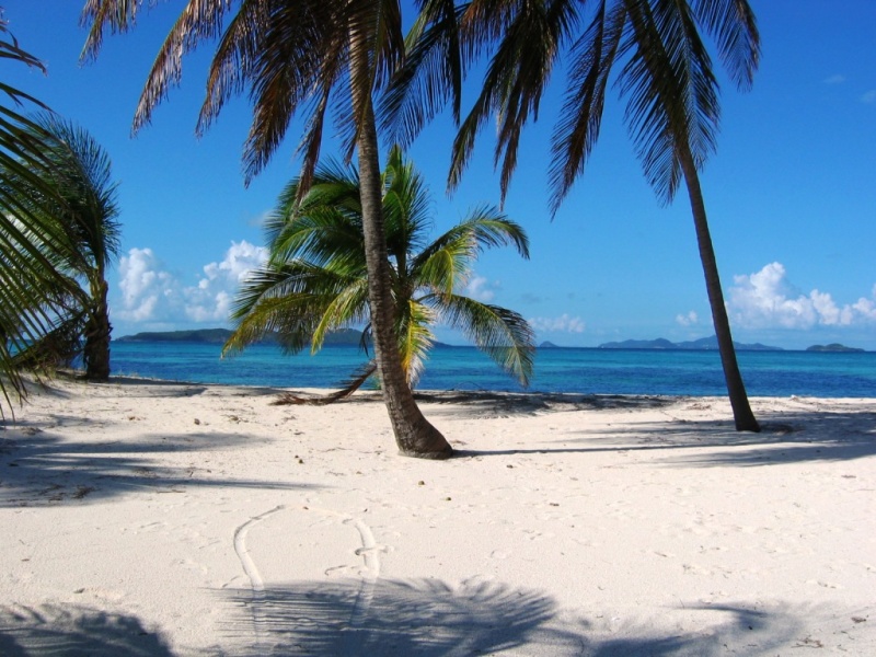 antilles charter grenadines plage joli palmiers