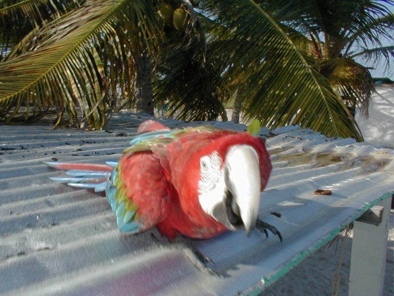 perroquet roques Grenadines