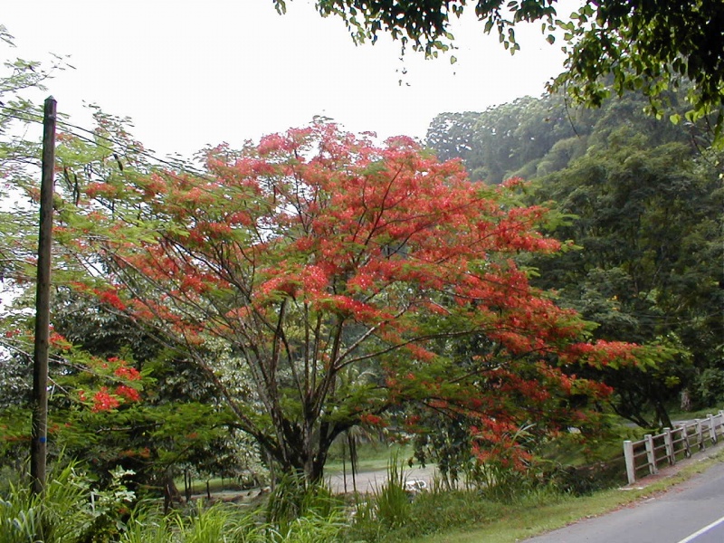 flamboyant grenadines Sainte lucie vincent