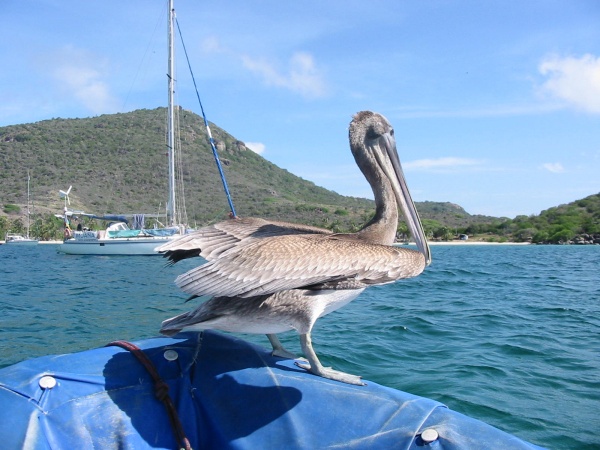 sun fizz goeland moana antilles location voilier